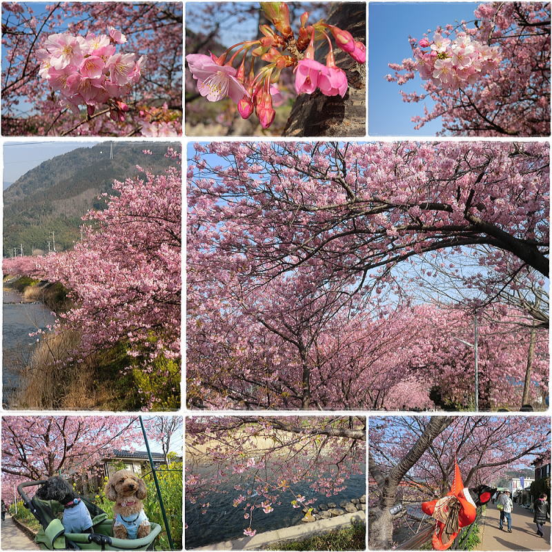河津桜 忍野八海
